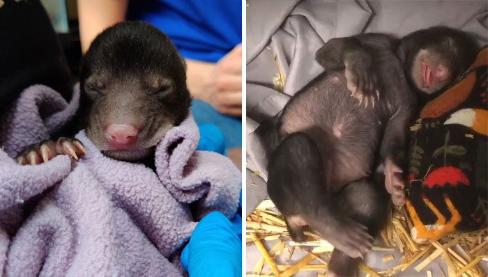 Dog Brings Home A Baby Animal, Turns Out It’s A Bear Cub