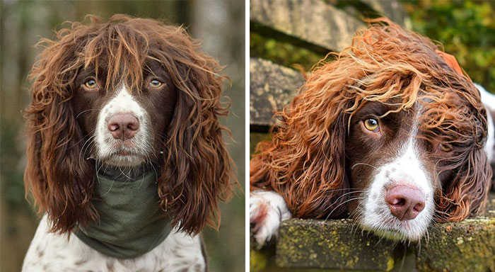 This Cute Dog Has Such Fabulous Hair That It Has Made Him Instagram Famous