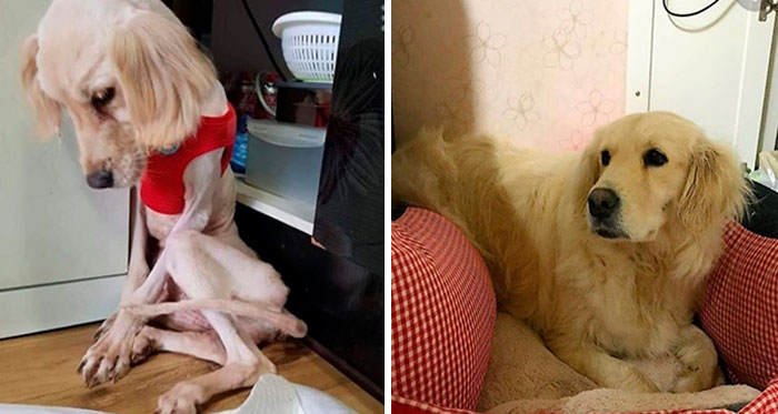 30 Dog Photos Before & After Their Life-Changing Adoption