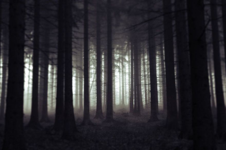 The Last Walk In The Forest