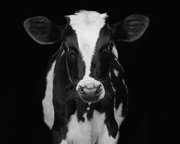 I Became Vegan After Photographing Farm Animals (14 Pics)
