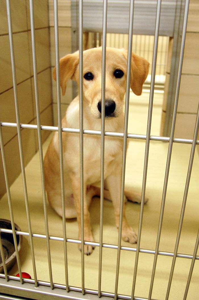 Animals That Were Used For Drug Testing Can Now Be Adopted Instead Of Euthanized