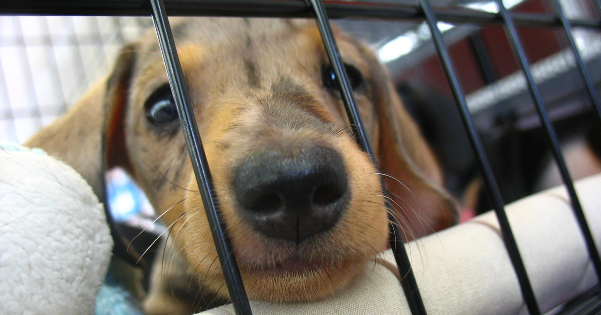 Animals That Were Used For Drug Testing Can Now Be Adopted Instead Of  Euthanized | Bored Panda