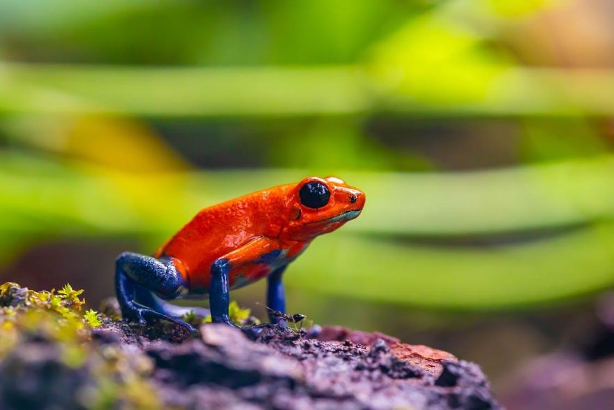 Amazing Facts About Petting Amphibians Amazing Facts About Petting Amphibians