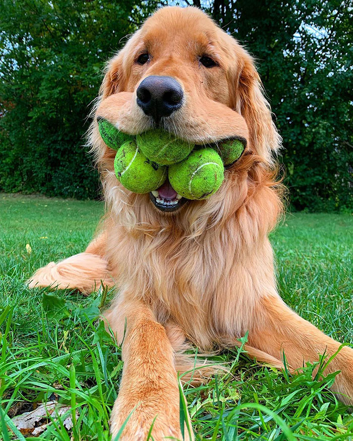 Dog Obsessed With Tennis Balls Breaks World Record For Amount Of Tennis Balls In His Mouth
