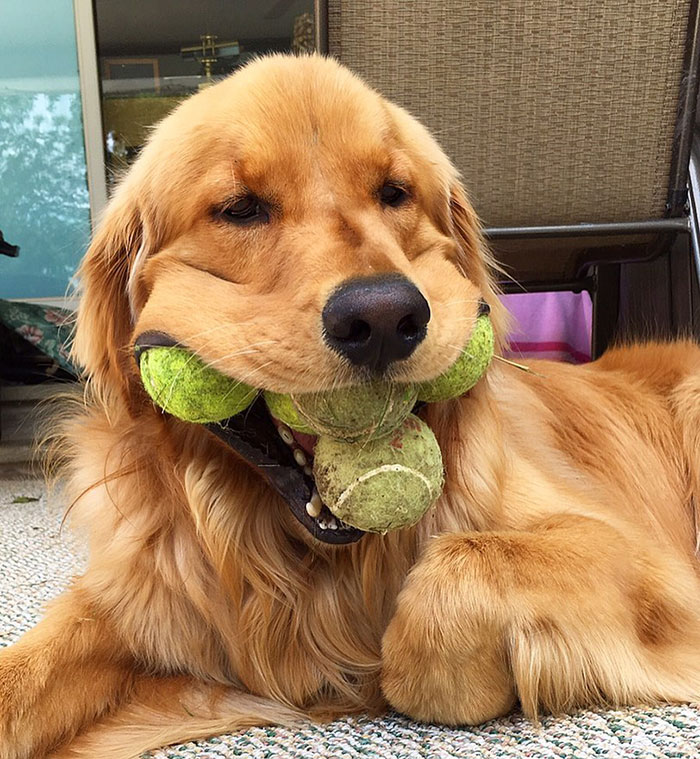 Dog Obsessed With Tennis Balls Breaks World Record For Amount Of Tennis Balls In His Mouth