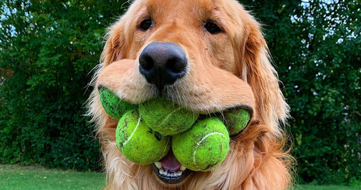 Dog Obsessed With Tennis Balls Breaks World Record For Amount Of Tennis Balls In His Mouth Bored Panda