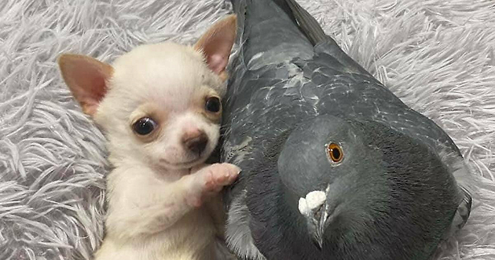 Meet Herman, The Flightless Pigeon And His Best Friend Lundy, The Chihuahua Who Can’t Walk