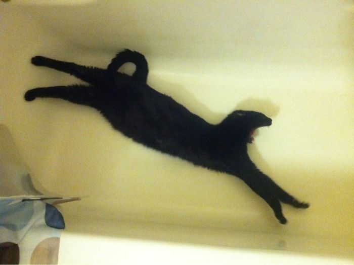 My Cat Janeway Has Decided Her New Napping Spot Is In My Bathtub. I Went To Take A Picture And She Stretched At The Perfect Moment