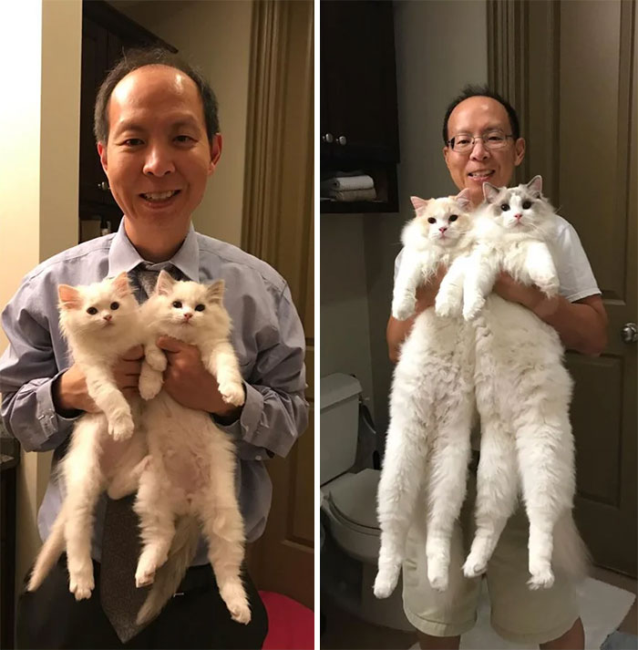 From Short To Long Cats