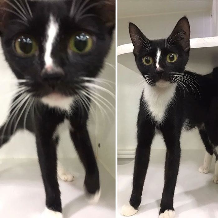 This Cat At My Local Rescue Shelter Has Ridiculously Long Legs