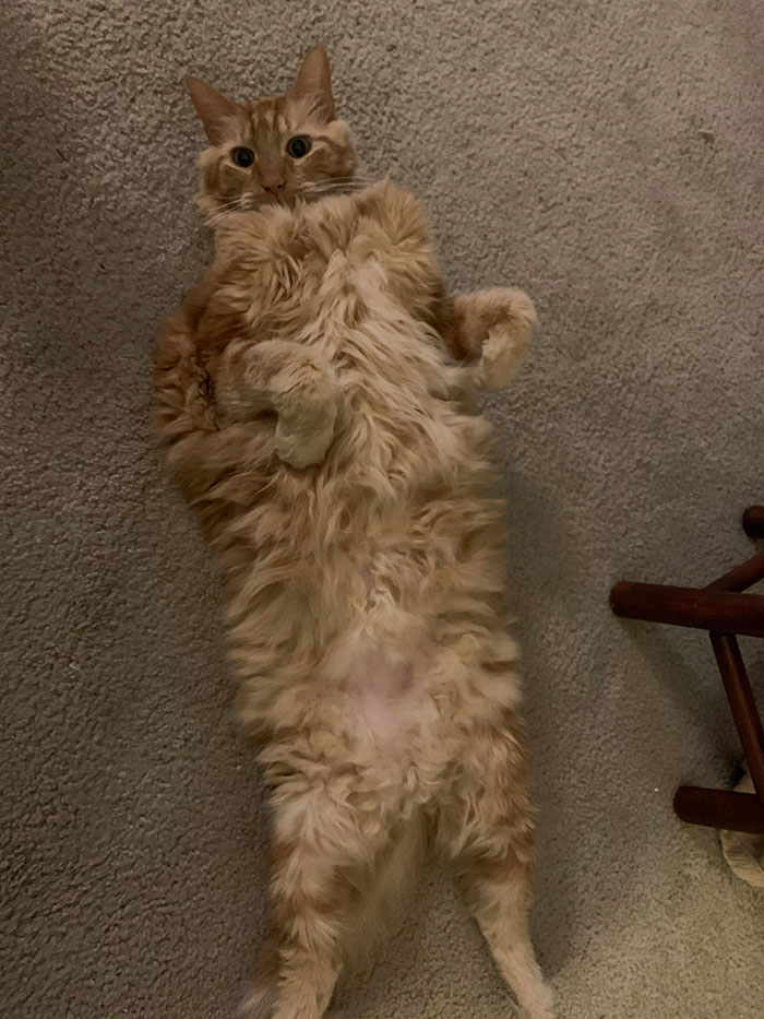 He Wants You To Look At His Belly. No Touch. Only Look