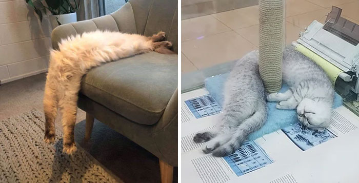 People Are Sharing Pics Of Their Long Cats That Seem To Stretch ‘Til Infinity (30 Pics)