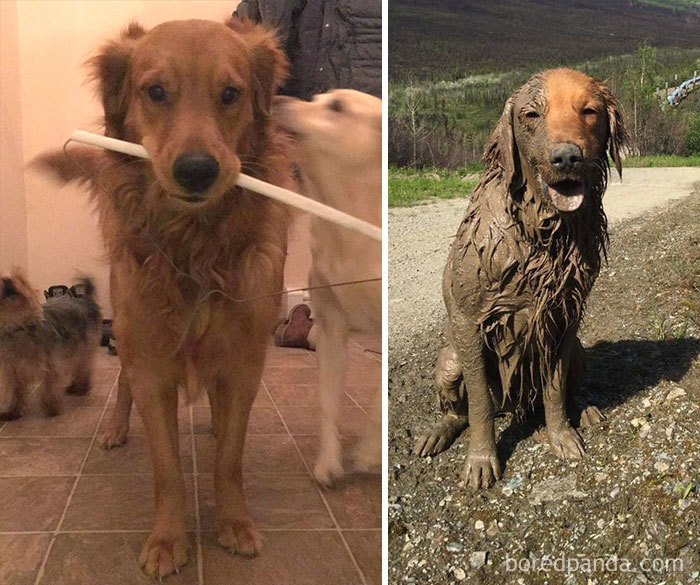 My Golden Decided To Cool Off In The Mud While We Were Hiking. Many Baths Were Had