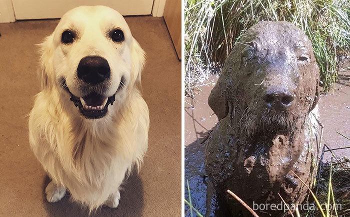 30 Reasons You Should Never Let Your Dog Play In The Mud (New Pics) | Bored  Panda