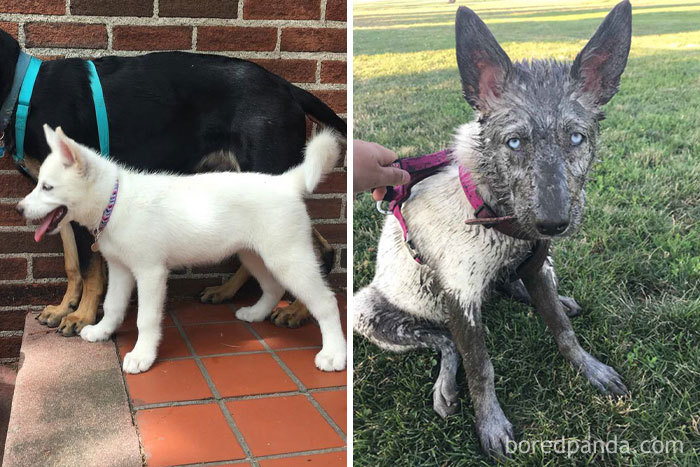 She Was All White Before Discovering Mud For The First Time