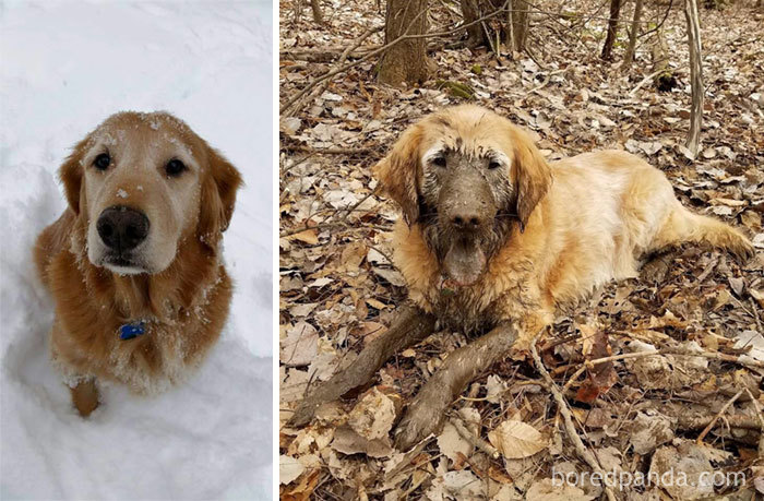Bailey Lost His Ball In A Mud Puddle. In True Retriever Form, He Didn't Stop Until He Found It