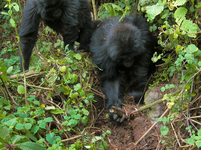 Astonishing Picture Shows Two Young Gorillas Dismantling The Traps Set By The Poachers That Killed Their Friend