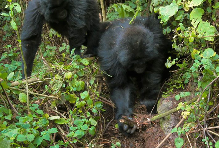 Astonishing Picture Shows Two Young Gorillas Dismantling The Traps Set By The Poachers That Killed Their Friend