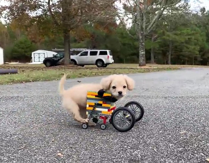 This Unwanted Puppy Gets Another Chance At A Happy Life With A LEGO Wheelchair Made By 12 Y.O.
