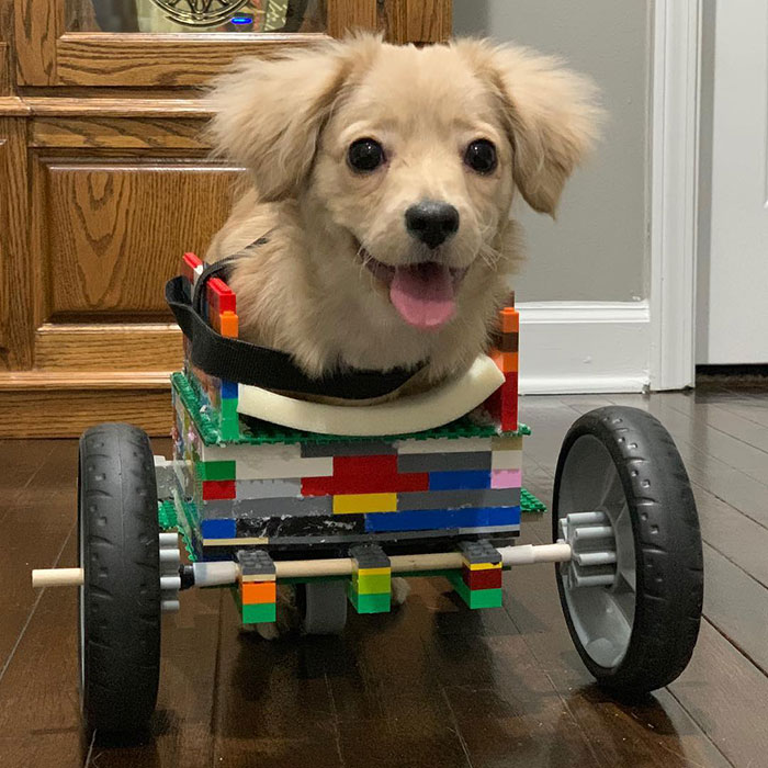 This Unwanted Puppy Gets Another Chance At A Happy Life With A LEGO Wheelchair Made By 12 Y.O.