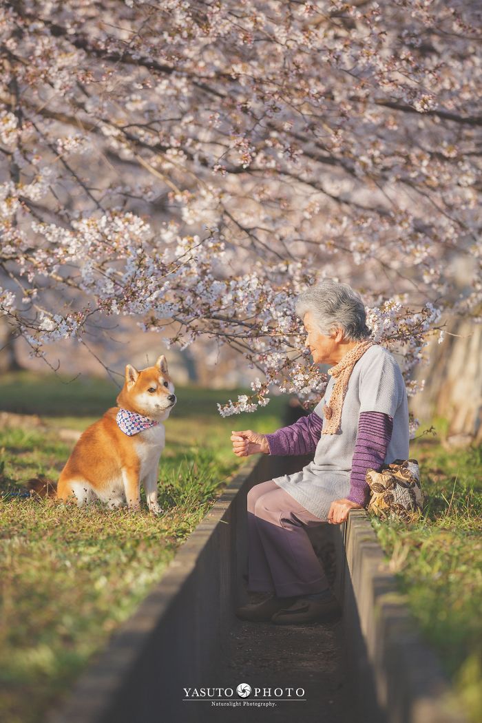 Grandmother-Dog-Shiba-Inu-Photos-Yasuto