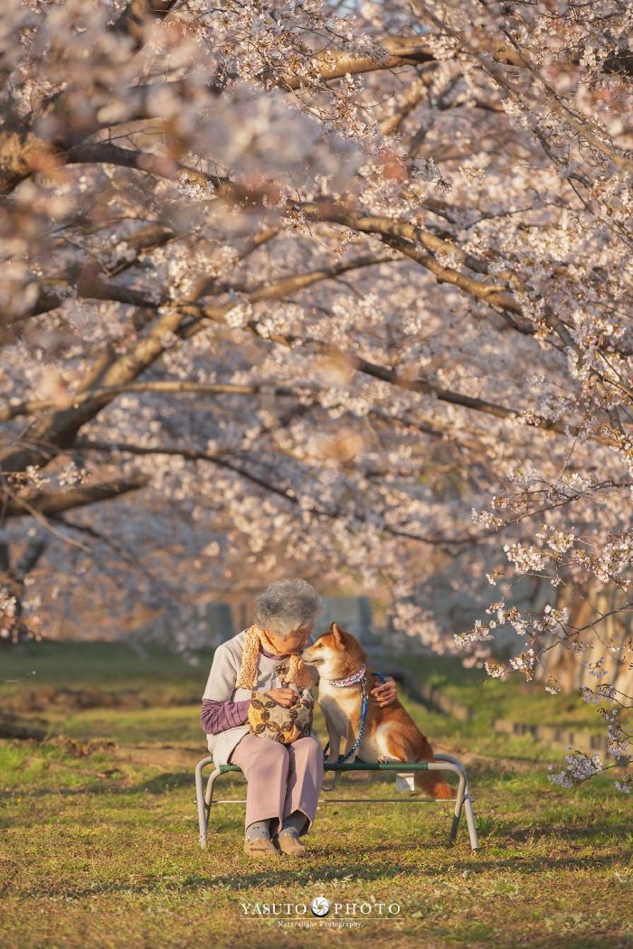 Grandmother-Dog-Shiba-Inu-Photos-Yasuto