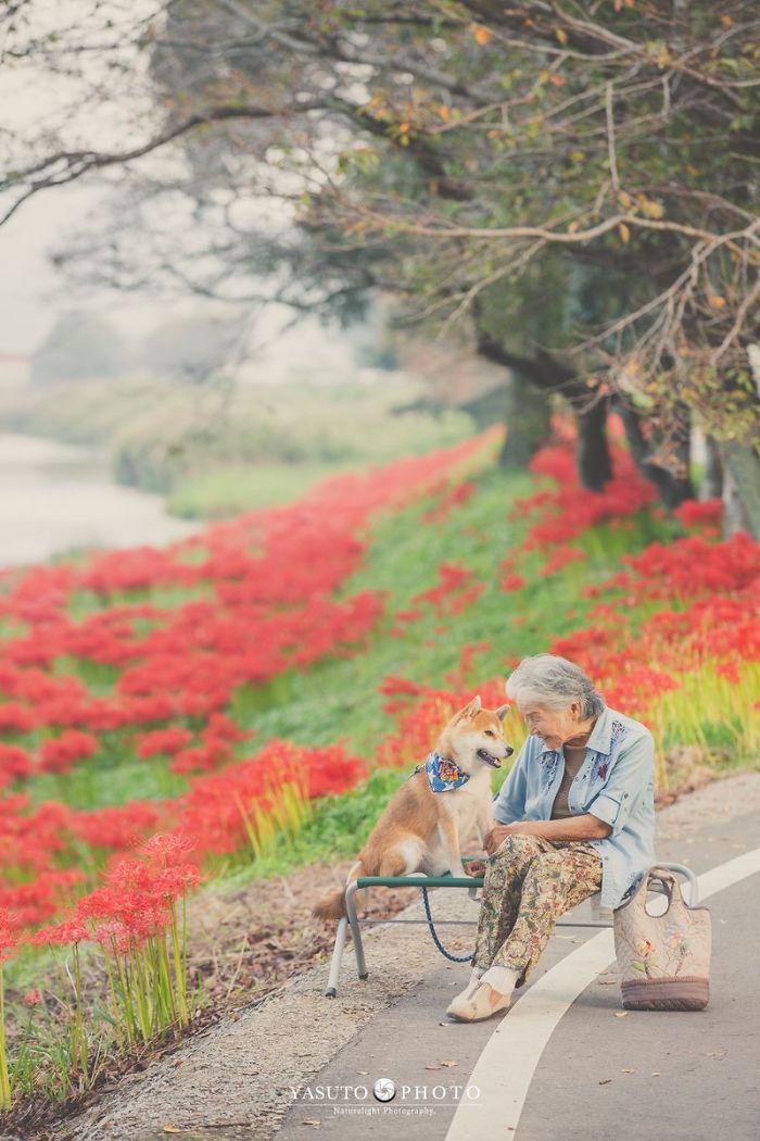 Grandson Captures The Heartwarming Bond Between His Grandma And Her Shiba Inu In 30 Beautiful Pics