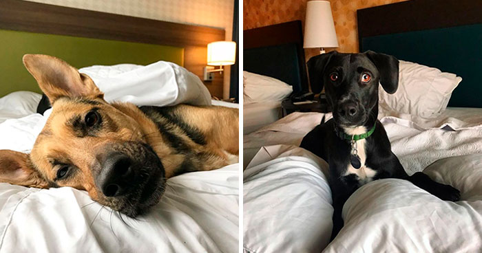 This Hotel Lets Guests Foster Dogs During Their Stay, And At Least 33 Of Them Have Been Adopted Afterward