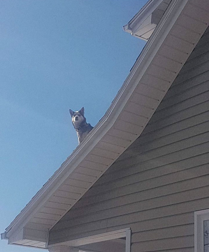 La policía llamó a este hombre para informarle de que su husky estaba sentado en el tejado, proporcionando divertidas pruebas