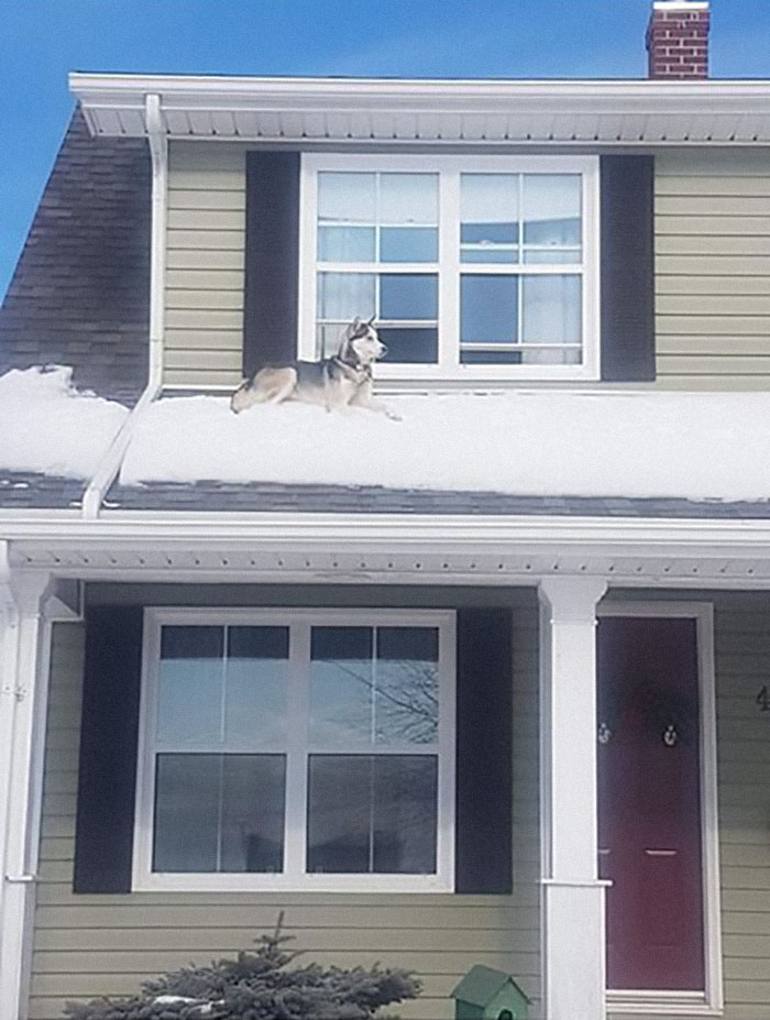 Cop Calls This Guy To Inform Him That His Husky Is Sitting On The Roof Of His House, Provides Hilarious Evidence