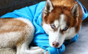 People Thought This Dog Was Abandoned, Turns Out He's Waiting For His Owner To Leave Work Every Day