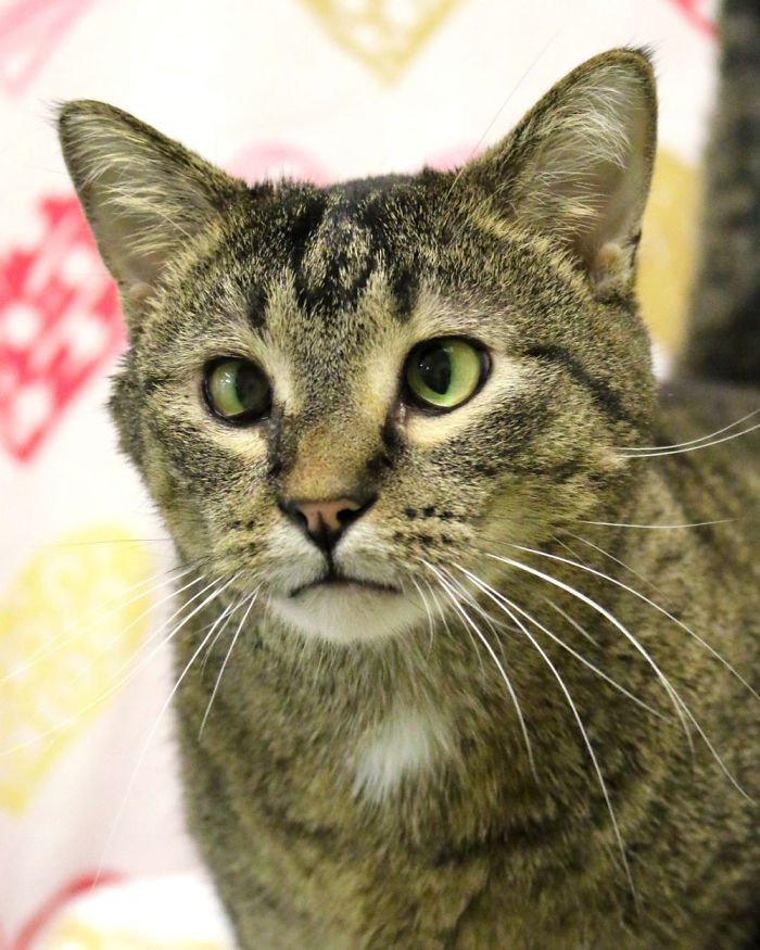 Cross-Eyed Cat In Kearney, Nebraska Needs A Home