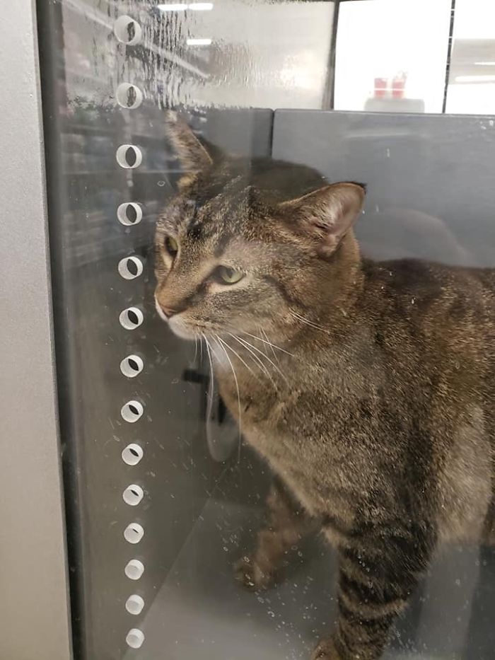 Cross-Eyed Cat In Kearney, Nebraska Needs A Home