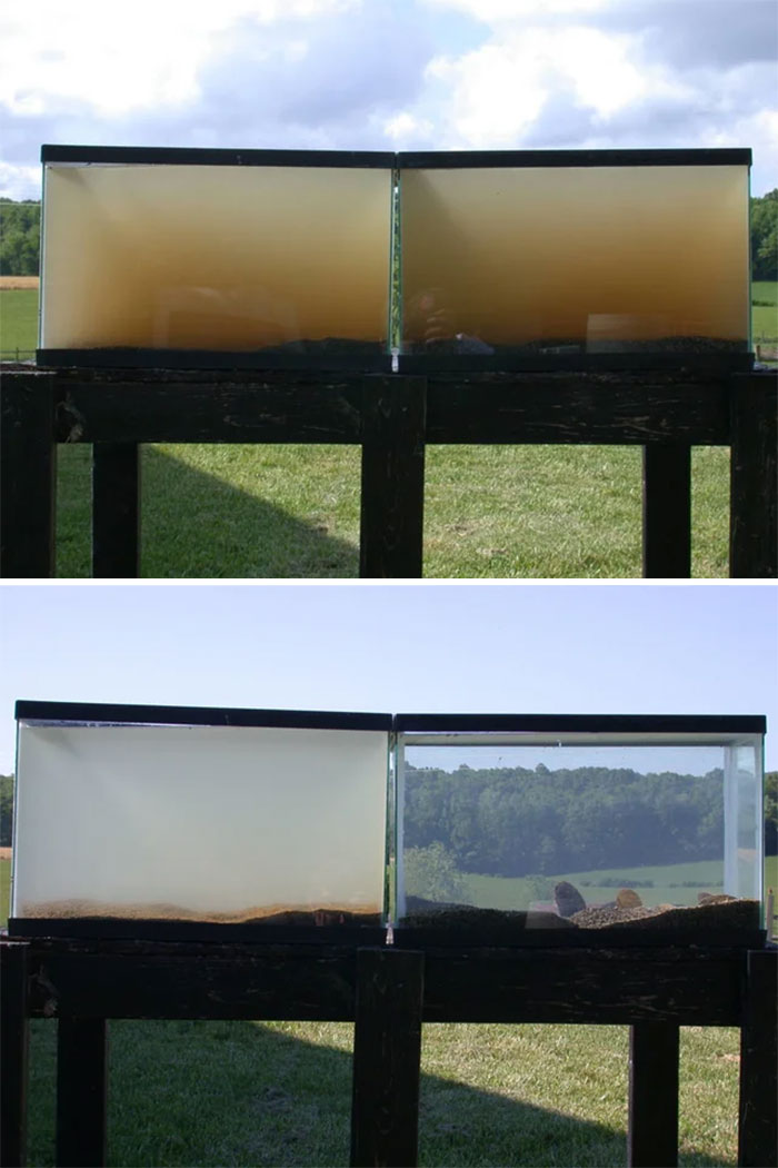 2 acuarios con agua de la corriente de Virginia durante 24 horas, uno con mejillones y el otro sin ellos