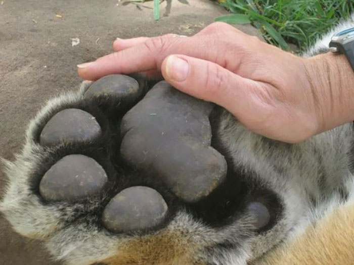 El tamaño de la garra de un tigre comparado con una mano humana