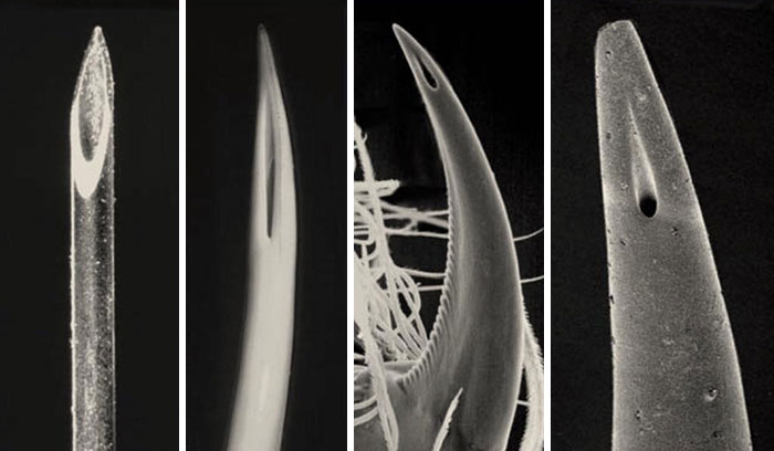 Comparison Of The Tip Of A Hypodermic Needle, A Viper's Fang, A Spider's Fang And The Stinger Of A Scorpion