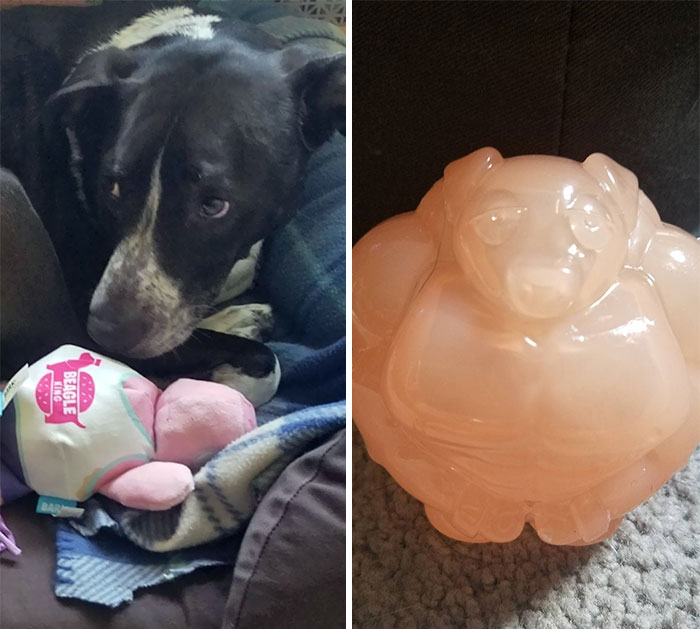 My Dog's Fitness Pig Toy Had A Buff Pig Inside