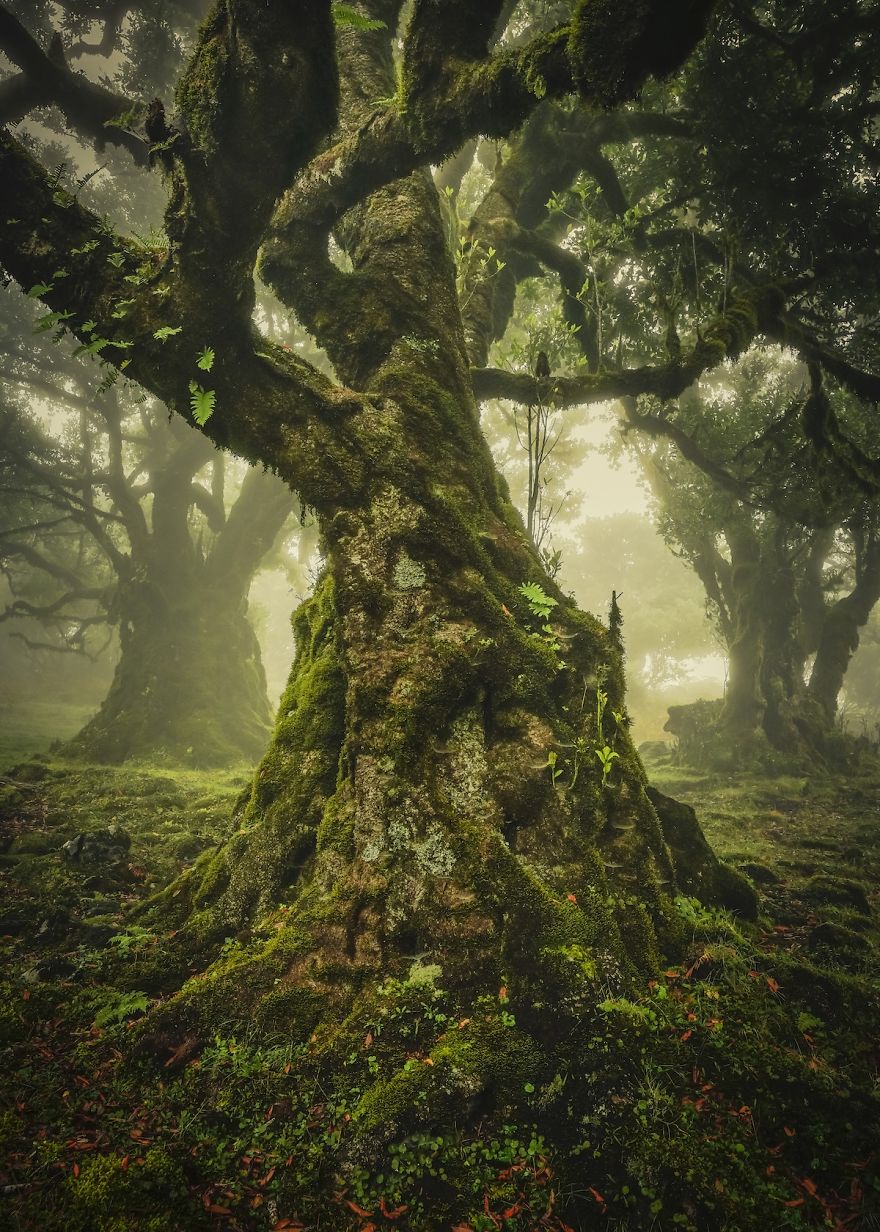 The Lone Tree Award: Madeira, Portugal By Anke Butawitsch
