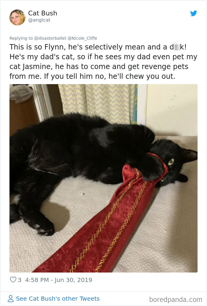 Mean-Cats-Owners-Stories
