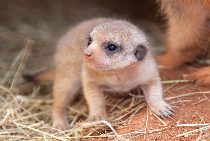 Miami Zoo Shares Meerkat Baby Photos And It's Enough To Cheer Up Your Day (11 Pics)