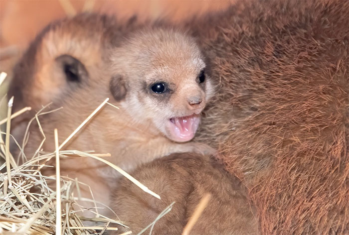 Miami Zoo Shares Meerkat Baby Photos And It's Enough To Cheer Up Your Day (11 Pics)