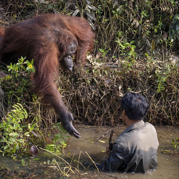 Photographer Captures An Orangutan Reaching Out To Help A Forest Warden In Borneo