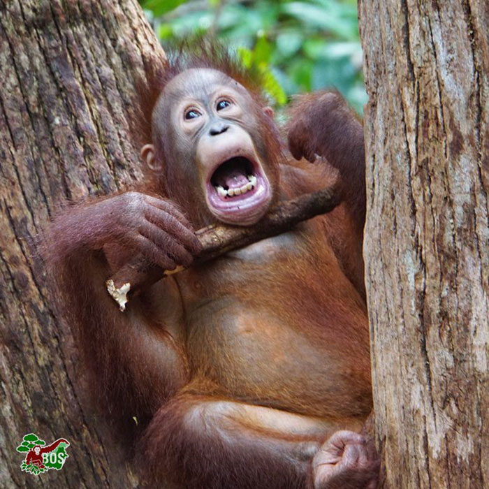 Photographer Captures An Orangutan Reaching Out To Help A Forest Warden In Borneo