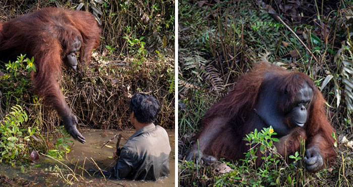 Photographer Captures An Orangutan Reaching Out To Help A Forest Warden In Borneo