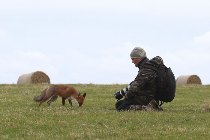 Incredible Photos Show Men Reuniting With The Fox That They Raised When She Was Still A Cub (20 Pics)