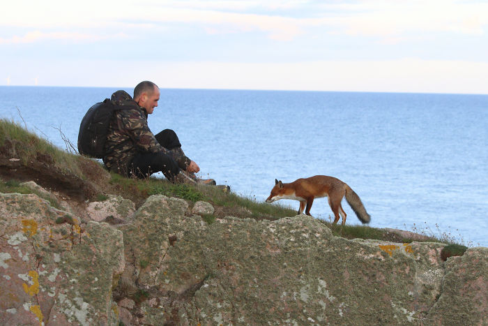 Incredible Photos Show Men Reuniting With The Fox That They Raised When She Was Still A Cub (20 Pics)