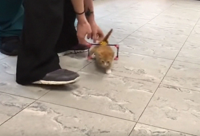 Paralyzed Kitten Couldn't Contain His Zooms After Getting A Wheelchair, Grew Up Into A Handsome Cat