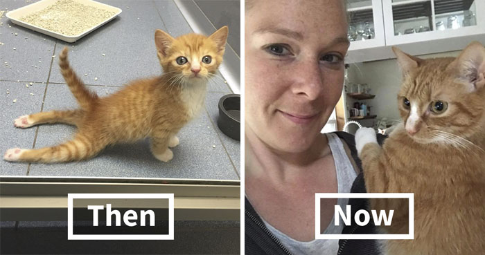 Paralyzed Kitten Couldn’t Contain His Zooms After Getting A Wheelchair, Grew Up Into A Handsome Cat