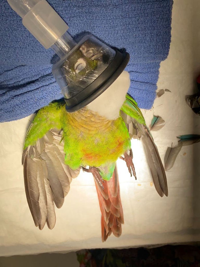 Vet Gives Parrot New Wings After Someone Severely Trims Them
